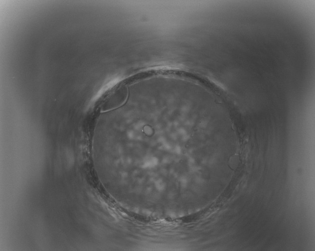 X0000077361255200610271845