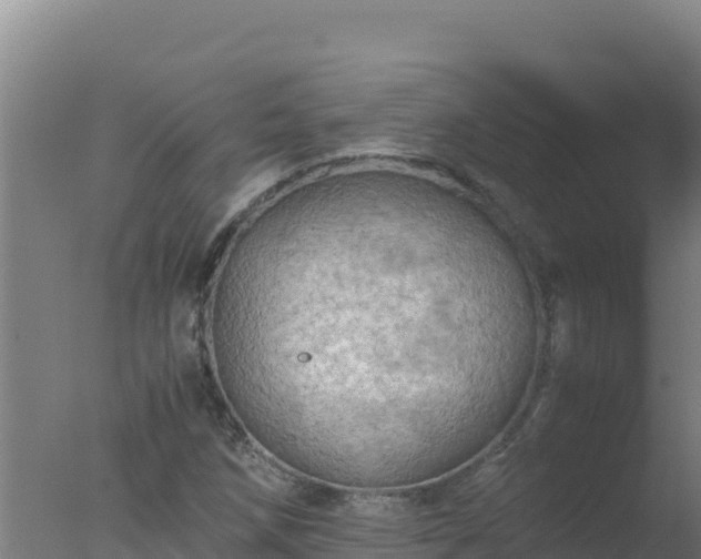 X0000077361258200610271845