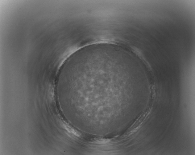 X0000077361260200610271845