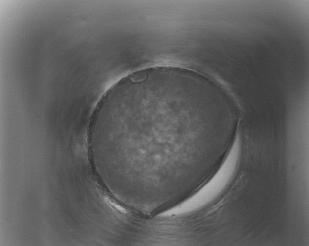 X0000077361264200610271845