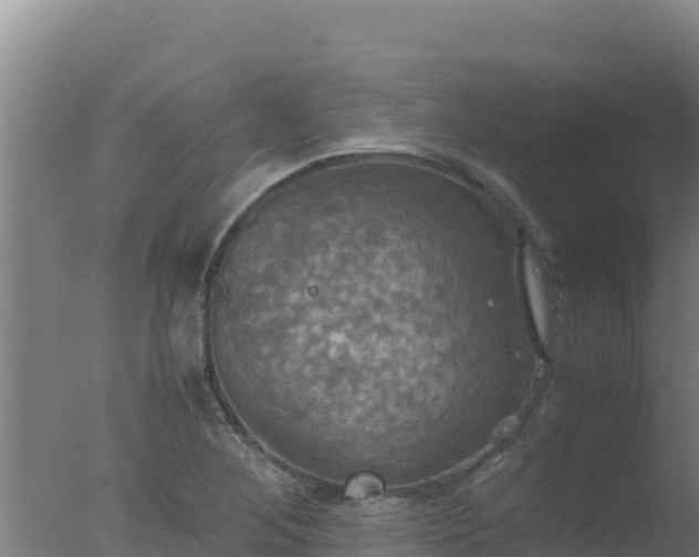 X0000077361268200610271845