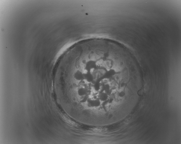 X0000077361271200610271845