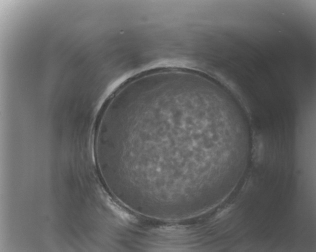 X0000077361272200610271845