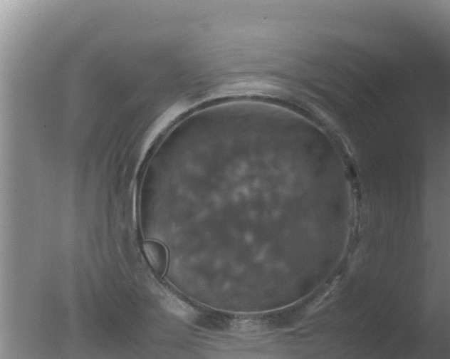 X0000077361275200610271845