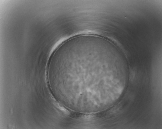 X0000077361278200610271845