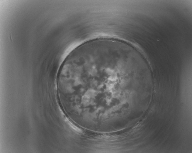 X0000077361287200610271844