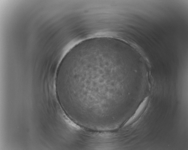 X0000077361288200610271844