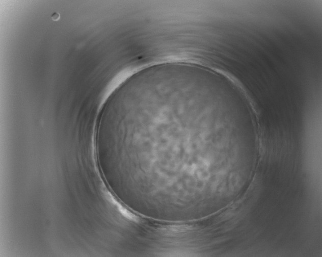 X0000077361294200610271844