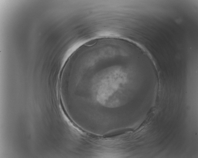 X0000077361295200610271844