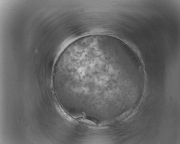 X0000077361296200610271844