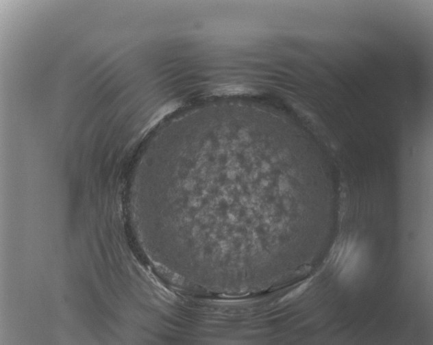 X0000077361305200610271844