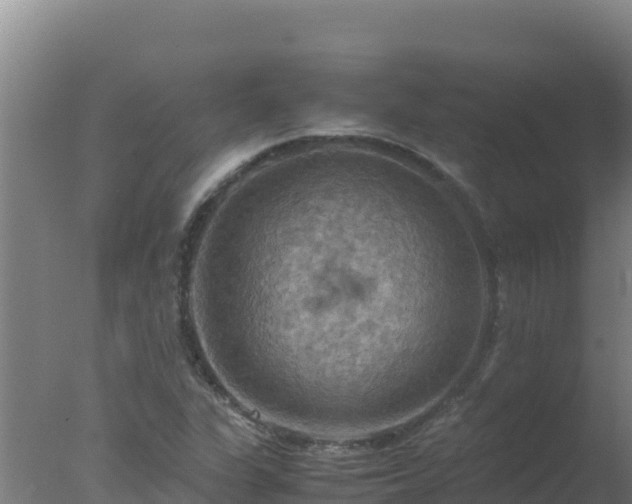 X0000077361311200610271844