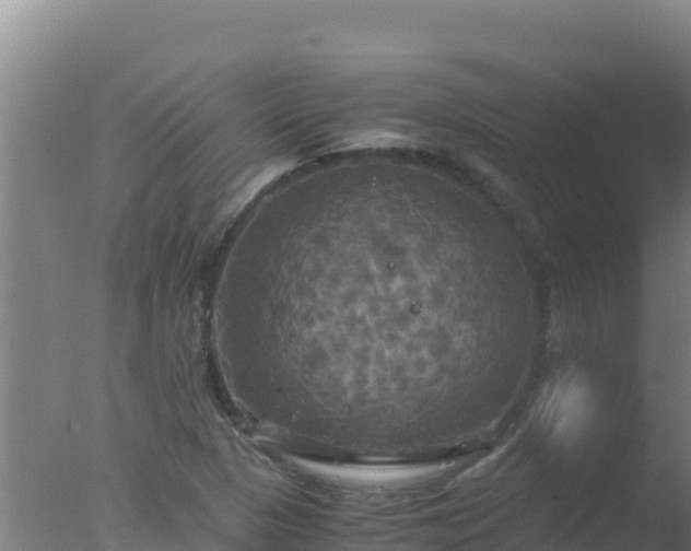 X0000077361313200610271844