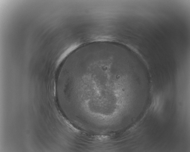 X0000077361317200610271844