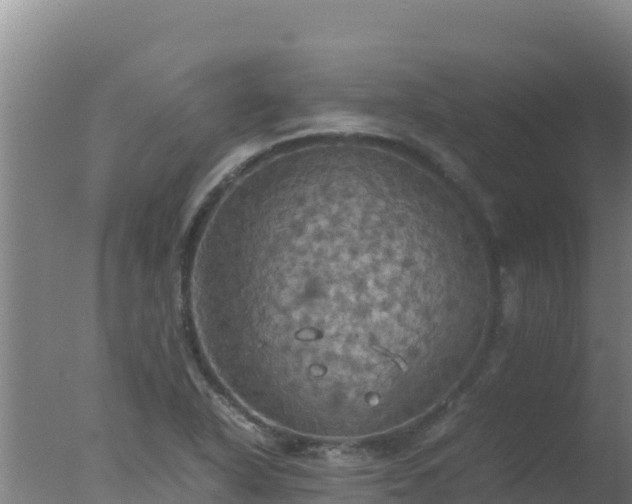 X0000077361318200610271844