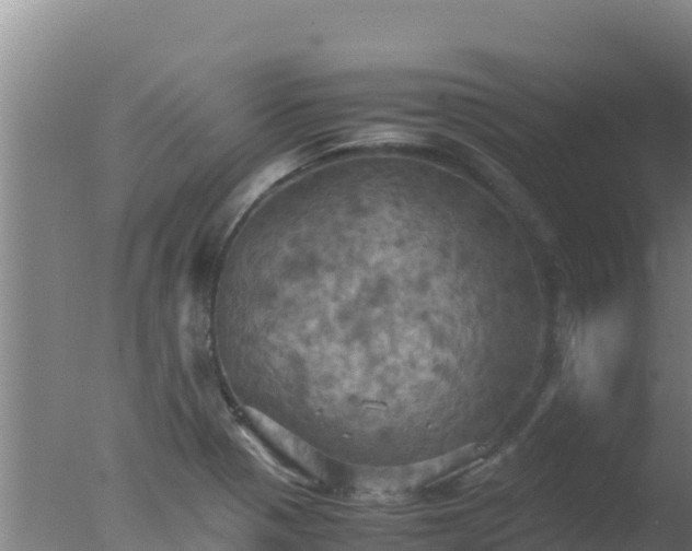 X0000077361321200610271844