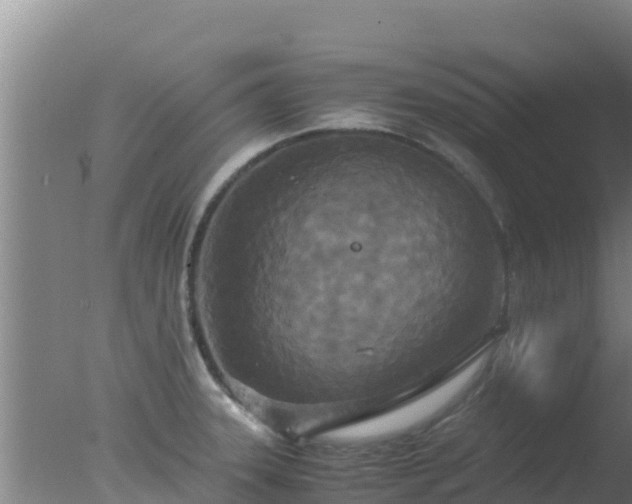 X0000077361331200610271844