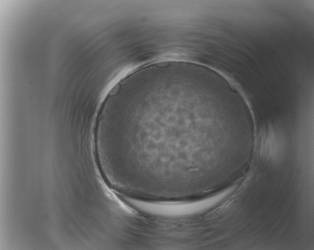 X0000077361341200610271844