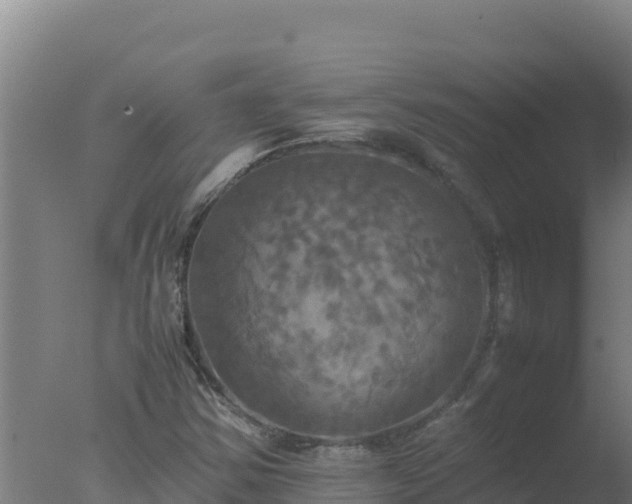 X0000077361354200610271843