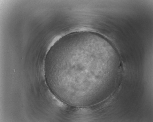 X0000077361374200610271843