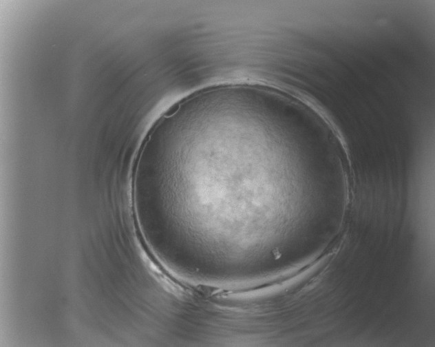 X0000077361388200610271843