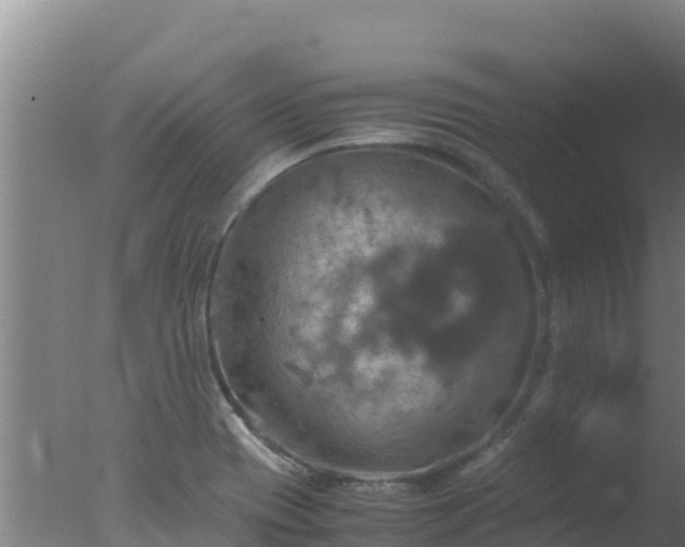 X0000077361417200610271842