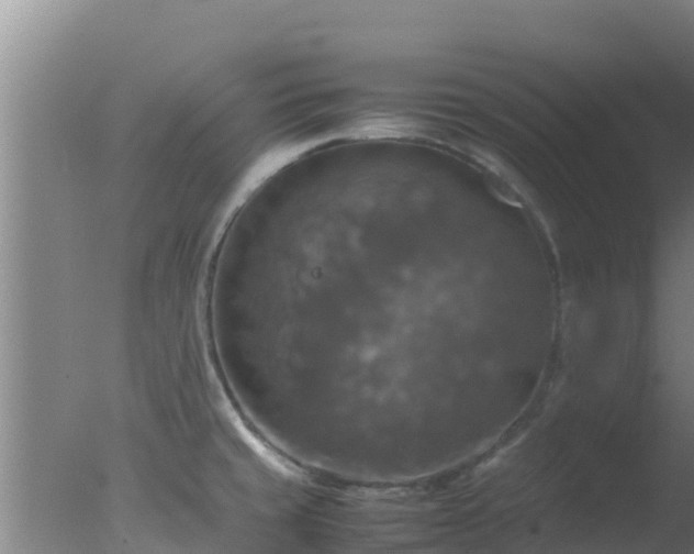 X0000077361429200610271842