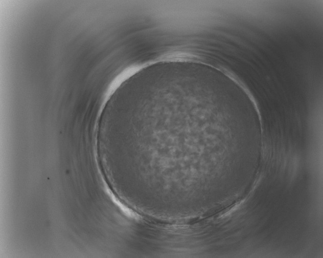 X0000077361437200610271843