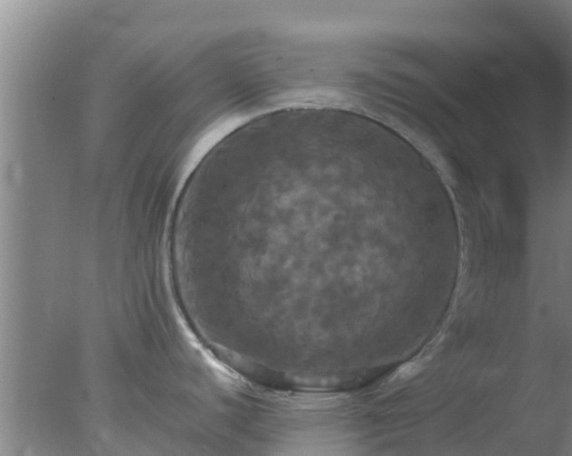 X0000077361440200610271843