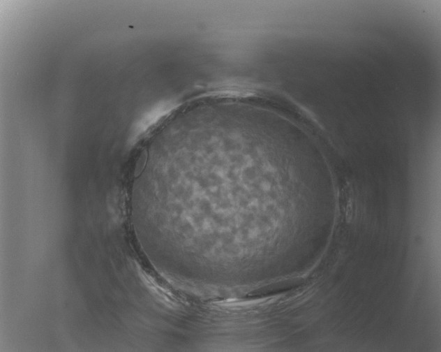 X0000077361448200610271842