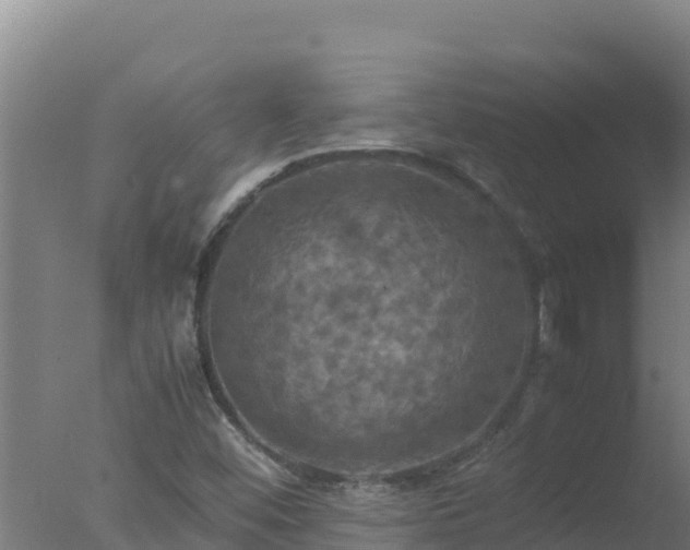 X0000077361452200610271842