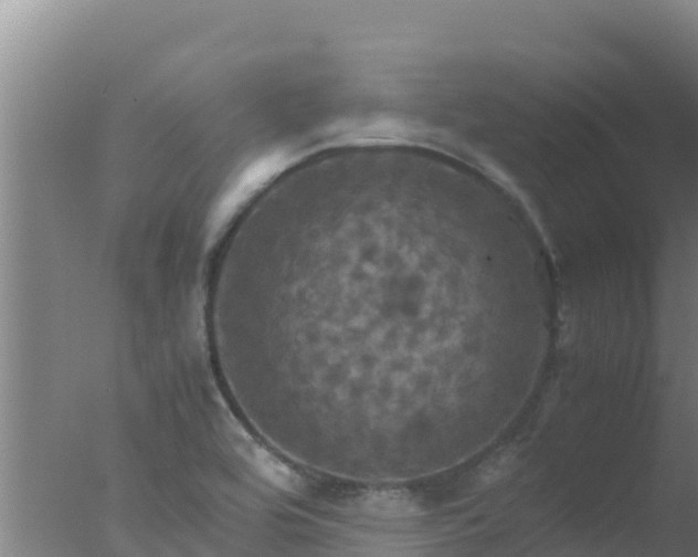 X0000077361464200610271841