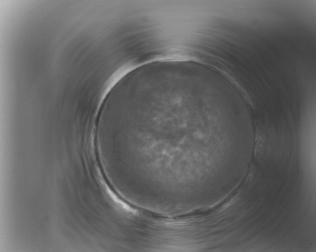 X0000077361484200610271841