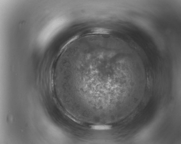 X0000077361487200610271841