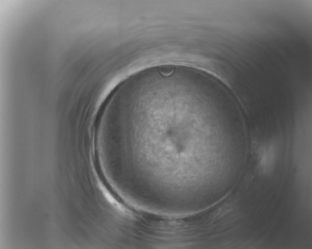 X0000077361515200610271841