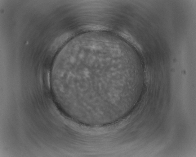 X0000077360014200611031857