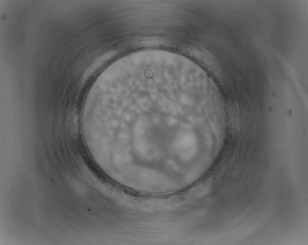 X0000077360016200611031857