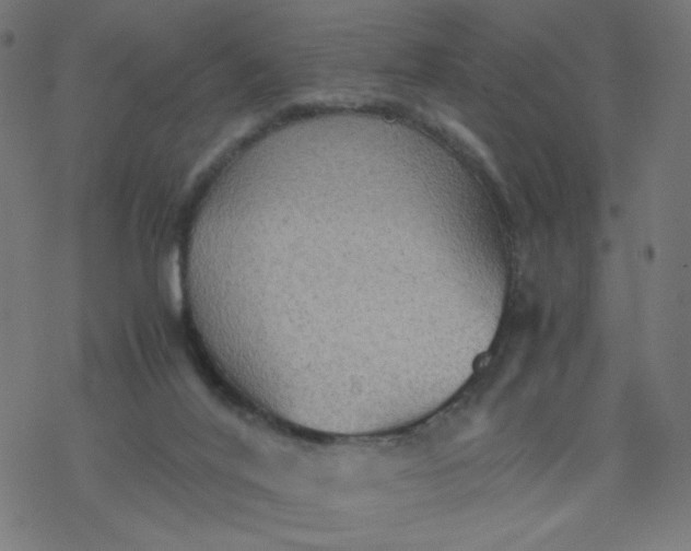 X0000077360020200611031857