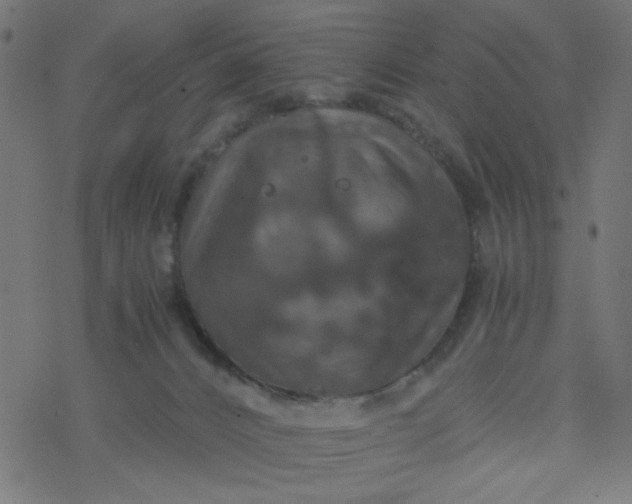 X0000077360032200611031857