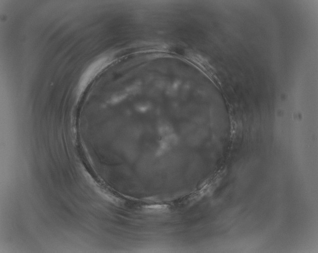 X0000077360053200611031856