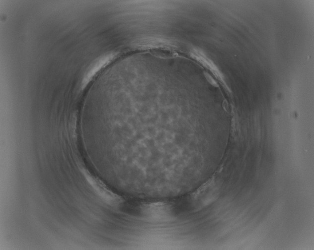 X0000077360058200611031856