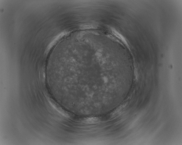 X0000077360059200611031856