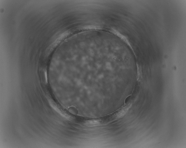 X0000077360061200611031856