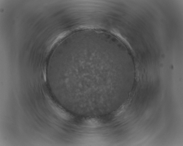 X0000077360062200611031856