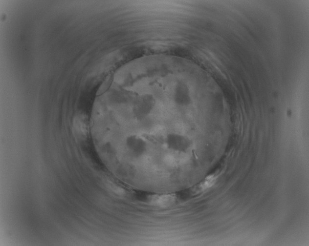 X0000077360135200611031856