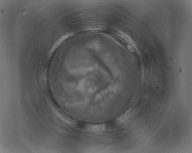 X0000077360155200611031855