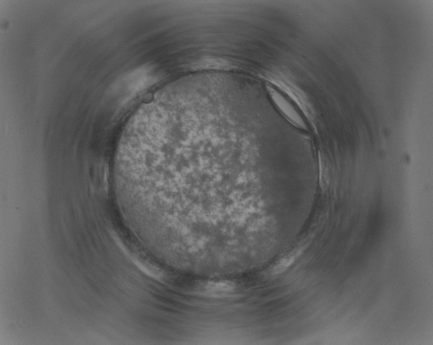 X0000077360157200611031855