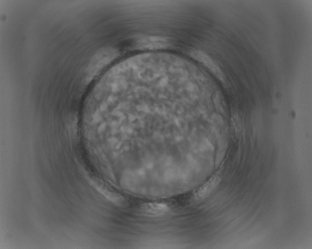 X0000077360159200611031855