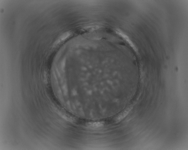 X0000077360161200611031855