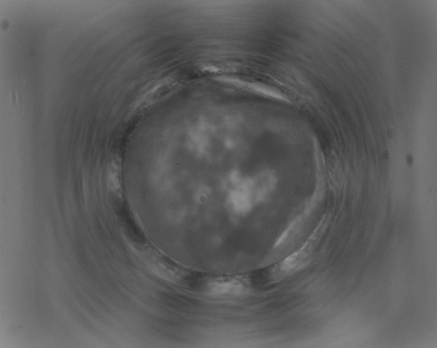 X0000077360175200611031855